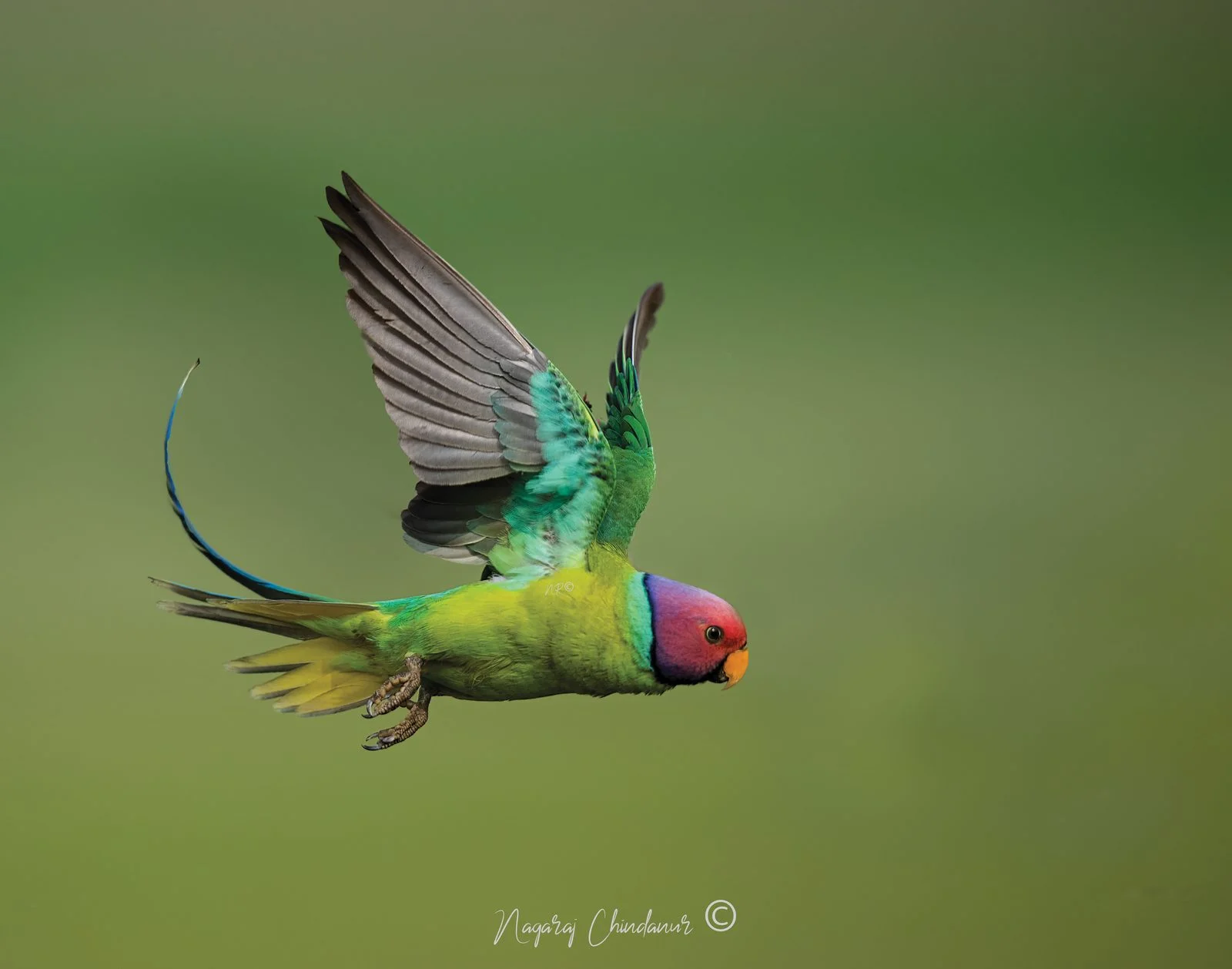 Plum-headed parakeet photographed by Nagaraj Chindanur